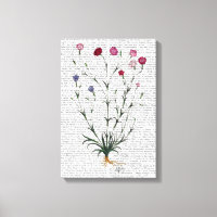 Carnation italienne 5