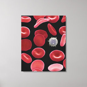 Toile Cellules de sang rouge et une cellule de sang blan