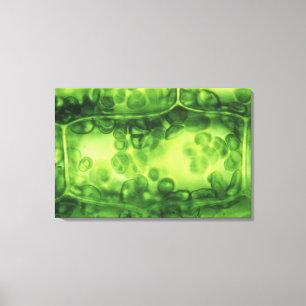 Toile Cellules Plantes Elodea