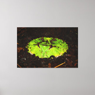 Toile Ceratophrys Cornuta