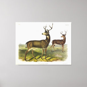 Toile Cerf de Virginie, Blacktail, par Audubon