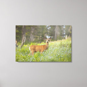 Toile Cerfs communs de mule (hemionus d'Odocoileus) dans