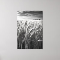 Champ de blé : Charme rural monochrome