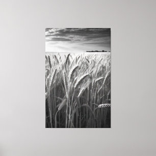 Toile Champ de blé : Charme rural monochrome
