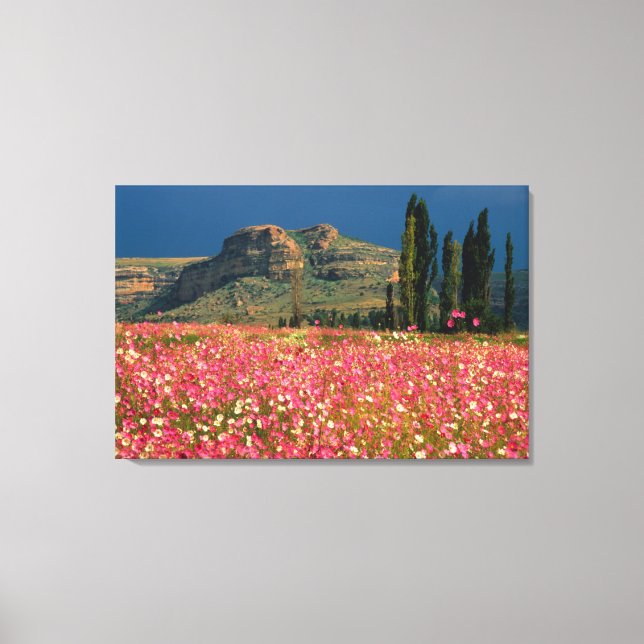 Toile Champ de fleurs de Cosmos, district de Fouriesburg (Recto)