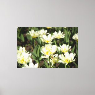 Toile Champ de tulipes blanches Photo