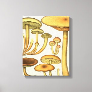Toile Champignons vintages Brown Vert Art français Impri