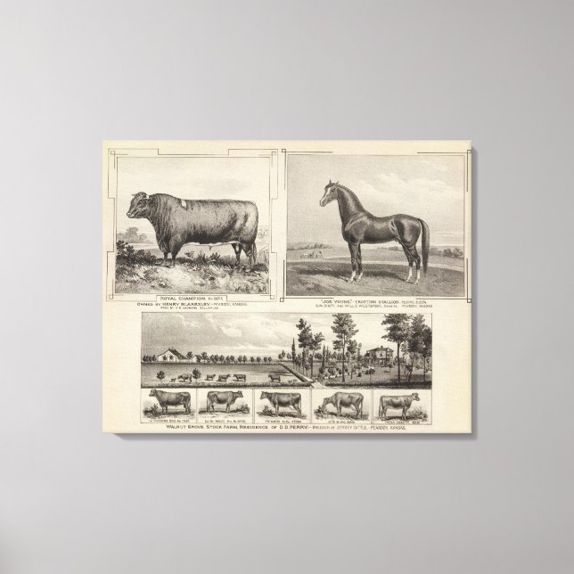 Toile Champion royal, Joe Young, Kansas (Recto)