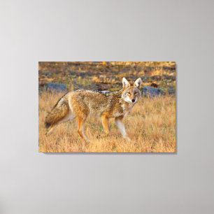 Toile Chasse au coyote (Canis Latrans)