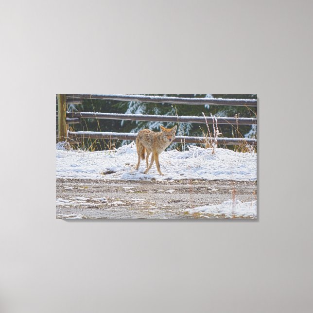 Toile Chasse au coyote féminin et à la neige Photo 5 (Recto)