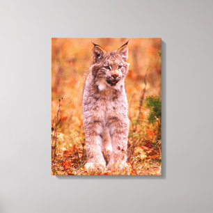 Toile Chasse Bobcat   Forêt d'automne