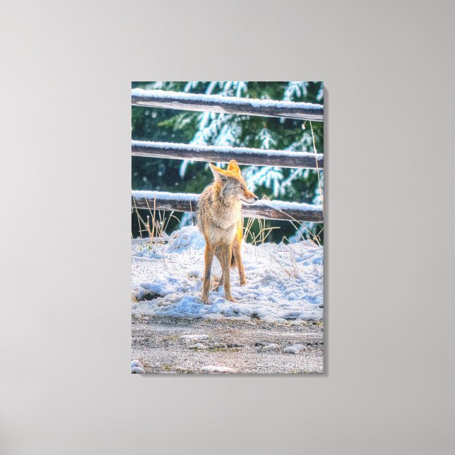 Toile Chasse Femelle Coyote et neige photo Art (Recto)