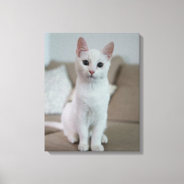 Toile chat blanc (Recto)
