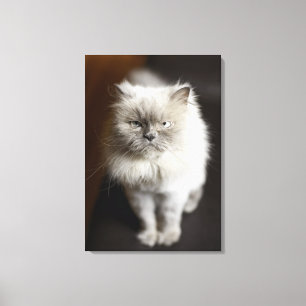 Toile Chat de l'Himalaya de point bleu semblant irrité