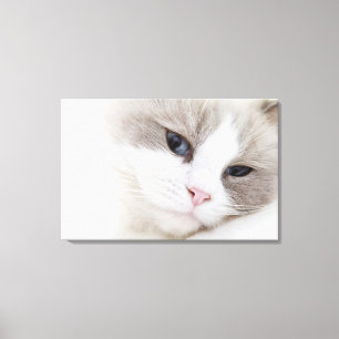 Toile Chat de Ragdoll