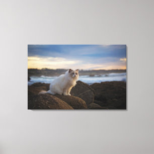 Toile Chat de Ragdoll à la plage
