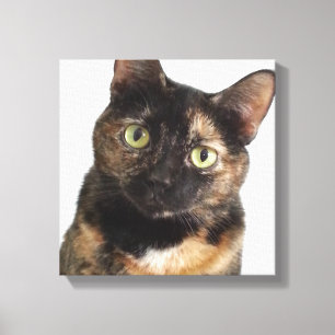 Toile Chat d'écaille