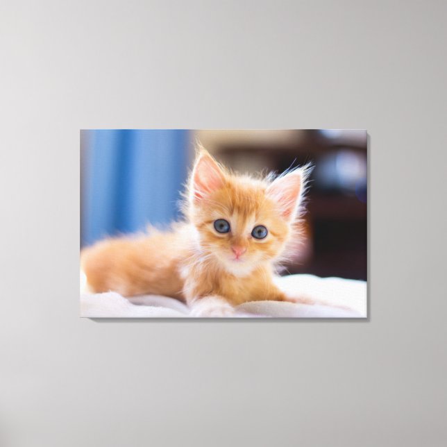 Toile Chat mignonne aux yeux bleus (Recto)