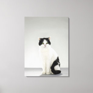 Toile Chat noir et blanc avec les yeux verts rougeoyants