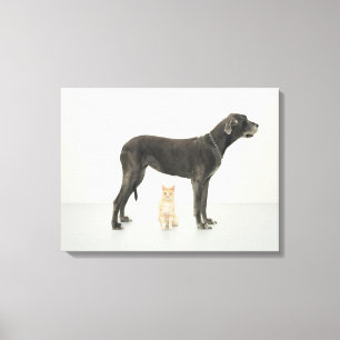 Toile Chat se reposant sous great dane
