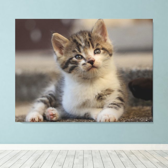 Toile chaton mignon (Insitu (Plancher de Bois))
