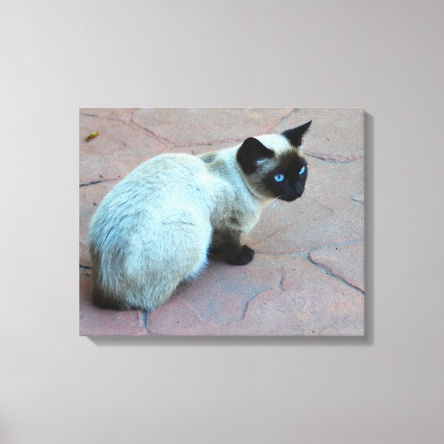 Toile chaton siamois (Recto)