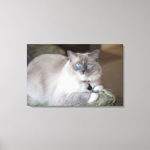Toile Chatte Ragdoll