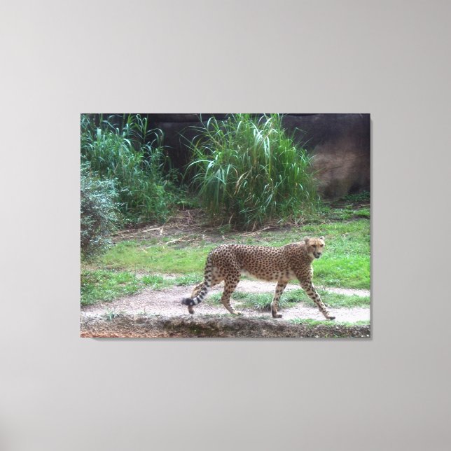 Toile Cheetah (Recto)