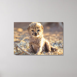 Toile Cheetah 19 jours bébé mâle