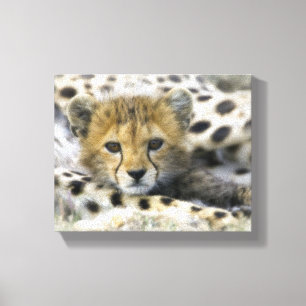 Toile Cheetah Cub