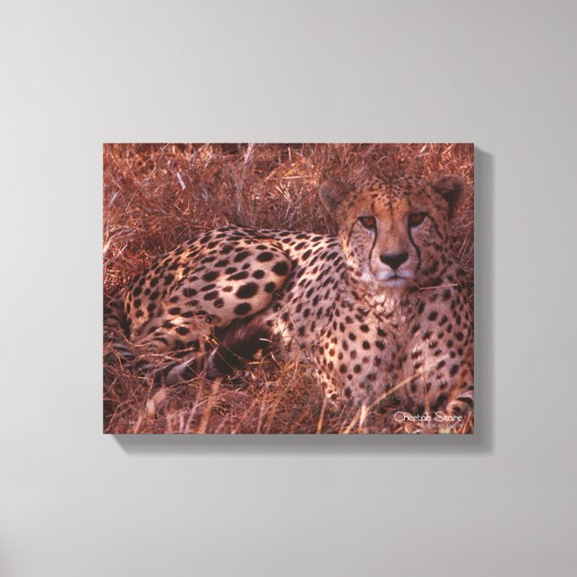 Toile Cheetah Stare (Recto)
