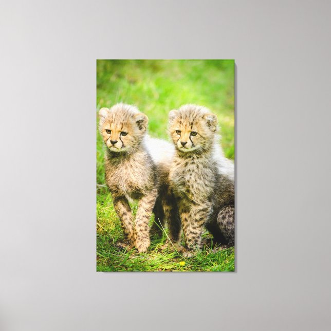 Toile Cheetahs (Recto)