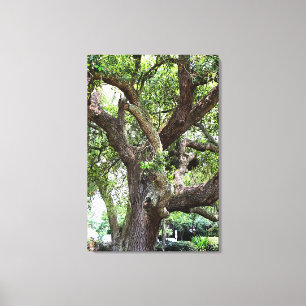 Toile Chêne Dans Le Parc 7659 Jacksonville, Floride