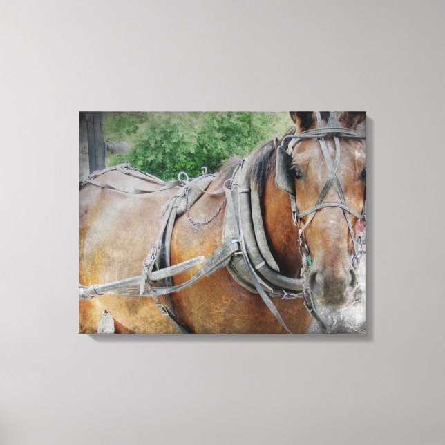 Toile Cheval Amish (Recto)