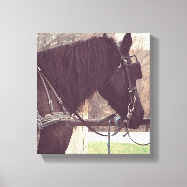 Toile Cheval Amish (Recto)