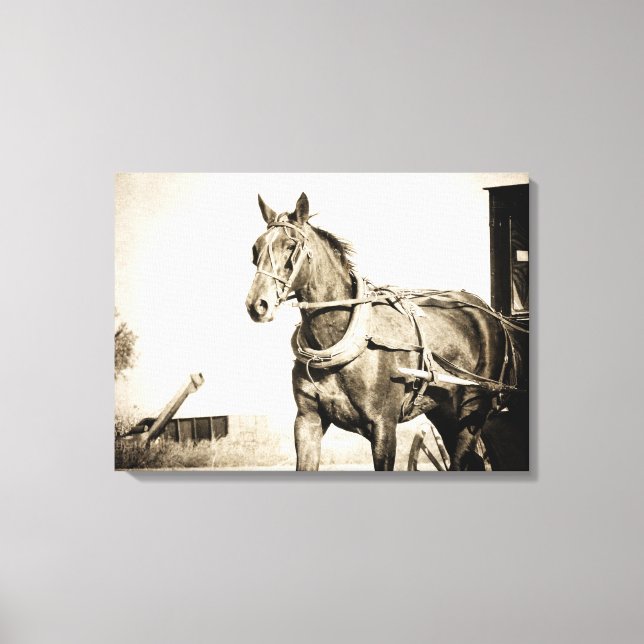 Toile Cheval Amish et Buggy à Sepia (Recto)