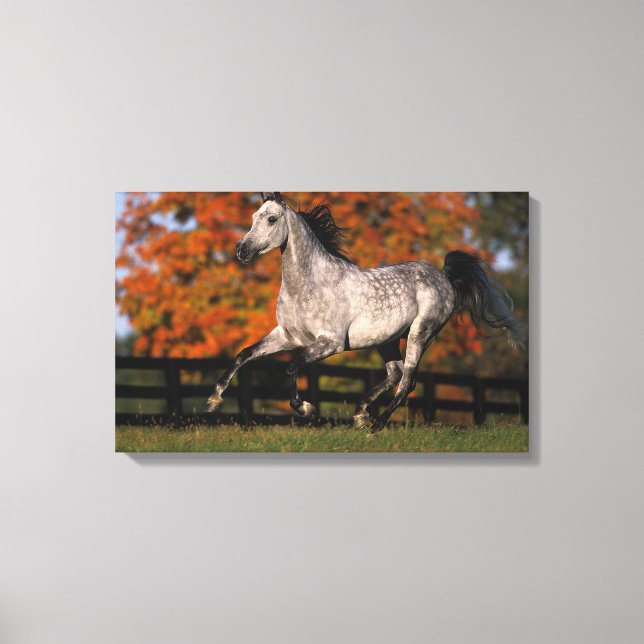 Toile Cheval arabe : Automne 1 (Recto)