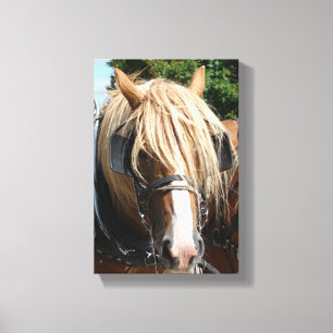 Toile Cheval belge