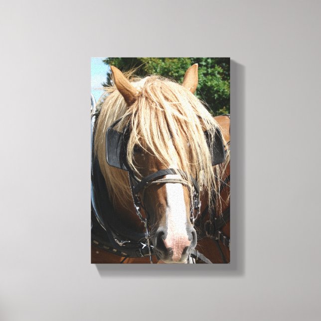 Toile Cheval belge (Recto)