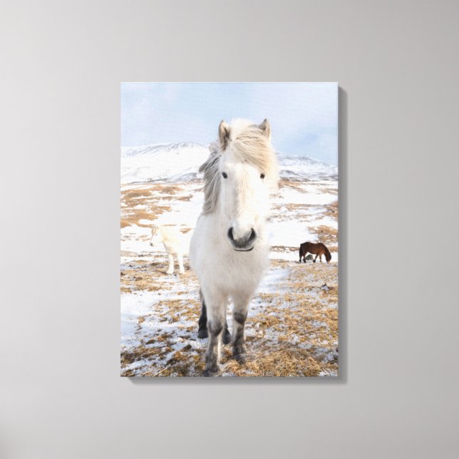Toile Cheval Blanc Islandais, Islande (Recto)