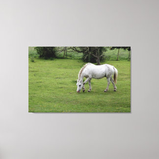 Toile Cheval blanc pâturant dans un champ
