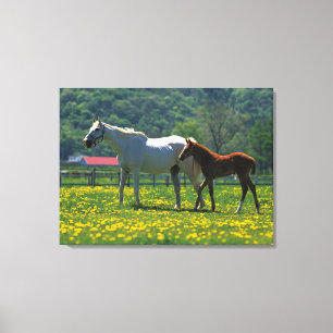 Toile Cheval et son poulain se tenant dans un domaine