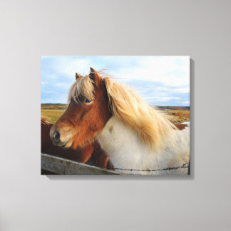 Toile Cheval islandais à crinière blonde
