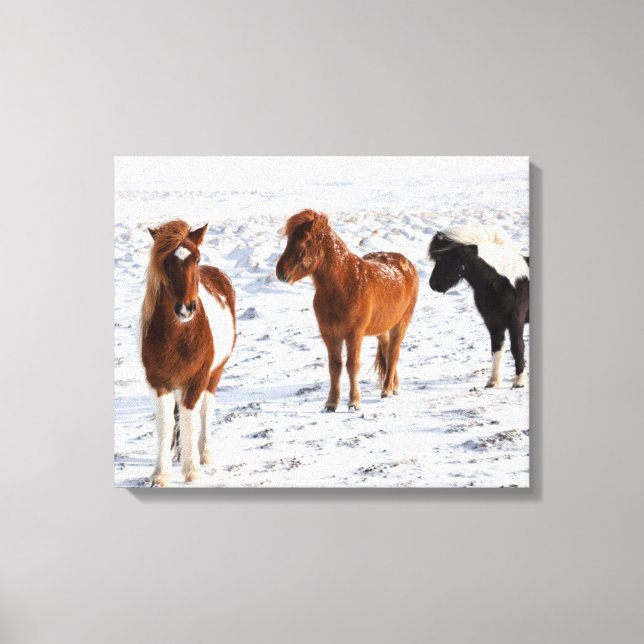 Toile Cheval islandais avec manteau d'hiver typique (Recto)