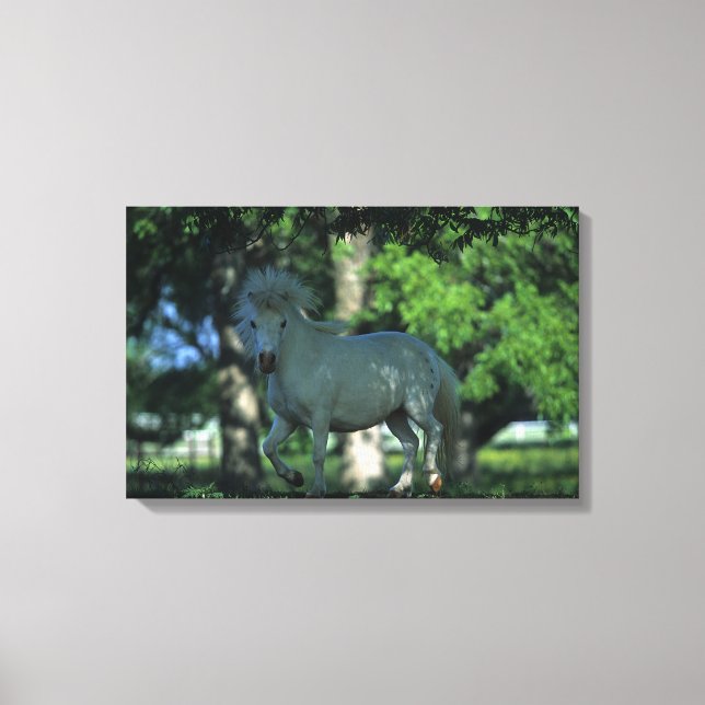 Toile Cheval miniature debout dans les arbres (Recto)