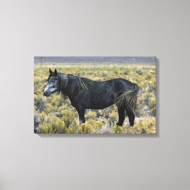 Toile Cheval Mustang sauvage dans le désert (Recto)