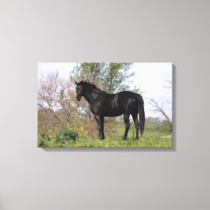 Toile Cheval Thoroughbred debout