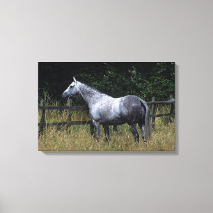 Toile Cheval Thoroughbred debout à la clôture