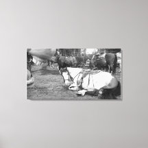 Cheval Wall Art noir et blanc Photobomber