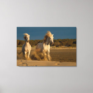 Toile Chevaux Blancs Courant Sur La Plage Camargue, Fr
